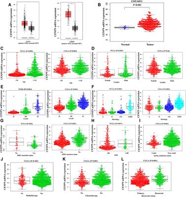 CENPN Acts as a Novel Biomarker that Correlates With the Malignant Phenotypes of Glioma Cells